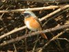Redstart at Gunners Park (Steve Arlow) (129503 bytes)